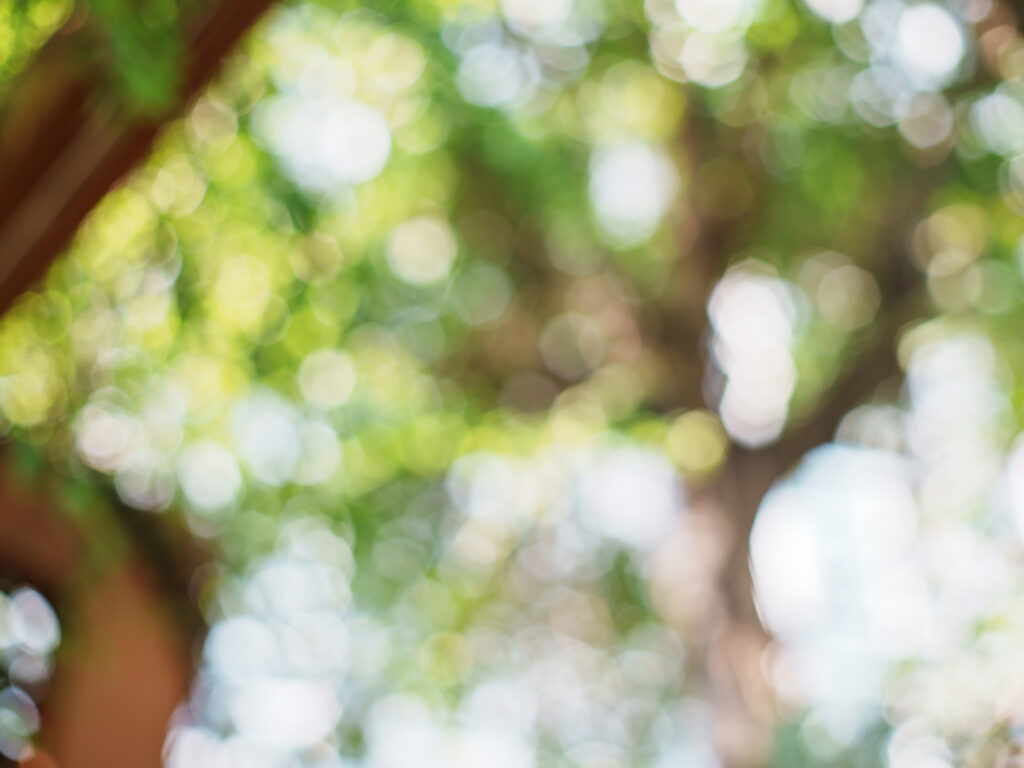 Sony Alpha A7C2 + SMC Takumar 50mm f1.4 196x​