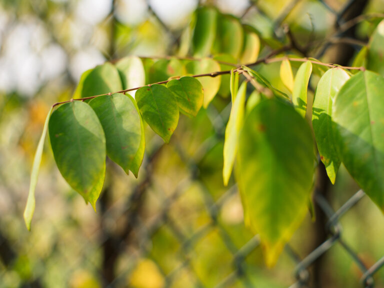 Sony Alpha A7C2 + SMC Takumar 50mm f1.4 196x​
