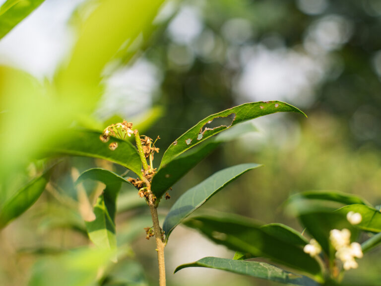 Sony Alpha A7C2 + SMC Takumar 50mm f1.4 196x​