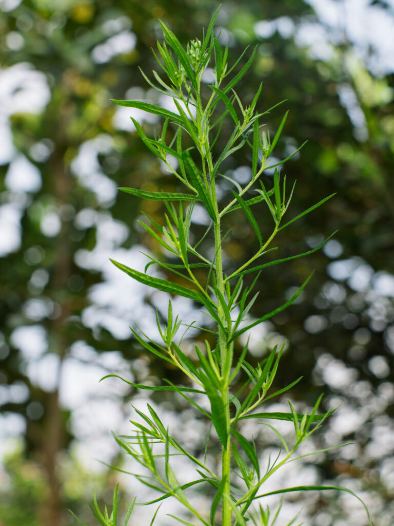 Sony Alpha A7C2 + SMC Takumar 50mm f1.4 196x​