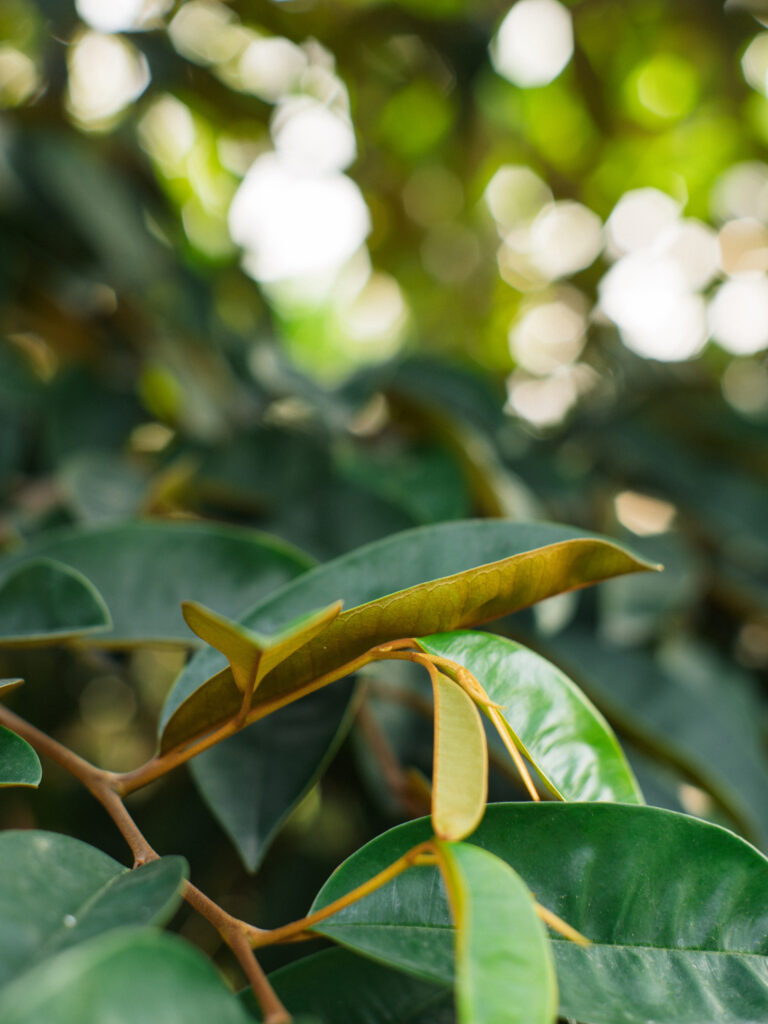 Sony Alpha A7C2 + SMC Takumar 50mm f1.4 196x​