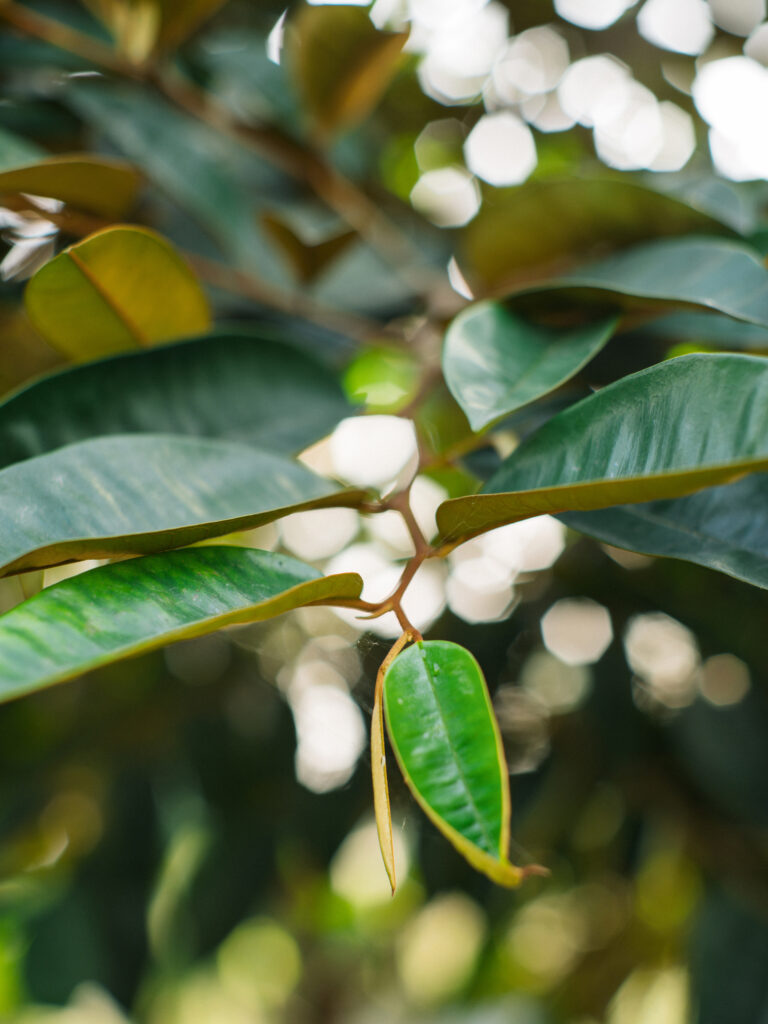 Sony Alpha A7C2 + SMC Takumar 50mm f1.4 196x​