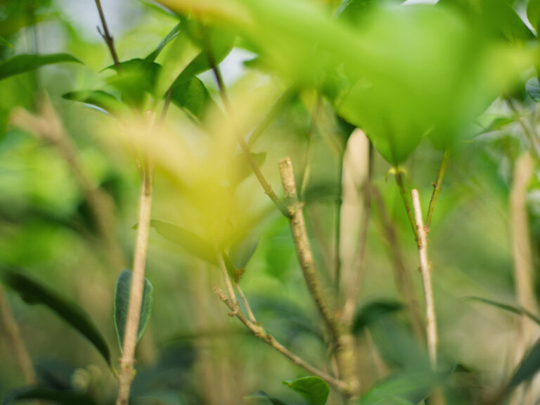 Sony Alpha A7C2 + SMC Takumar 50mm f1.4 196x​