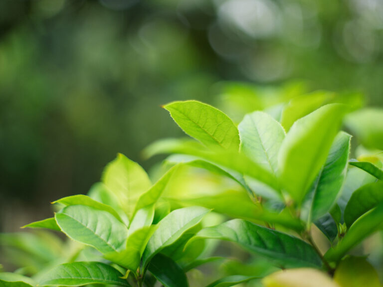 Sony Alpha A7C2 + SMC Takumar 50mm f1.4 196x​