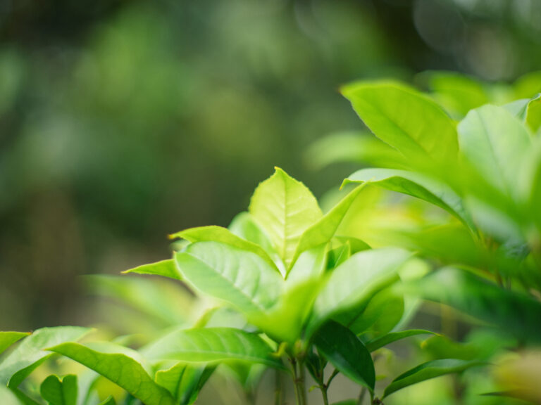 Sony Alpha A7C2 + SMC Takumar 50mm f1.4 196x​