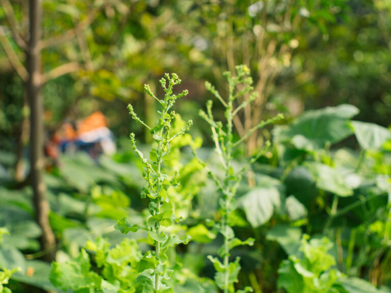 Sony Alpha A7C2 + SMC Takumar 50mm f1.4 196x​